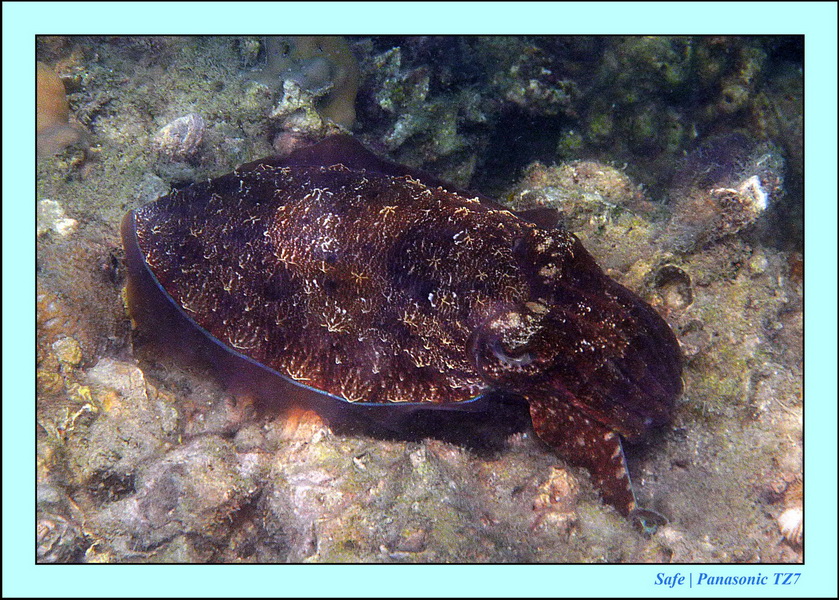 Koh Kradan - Snorkeling